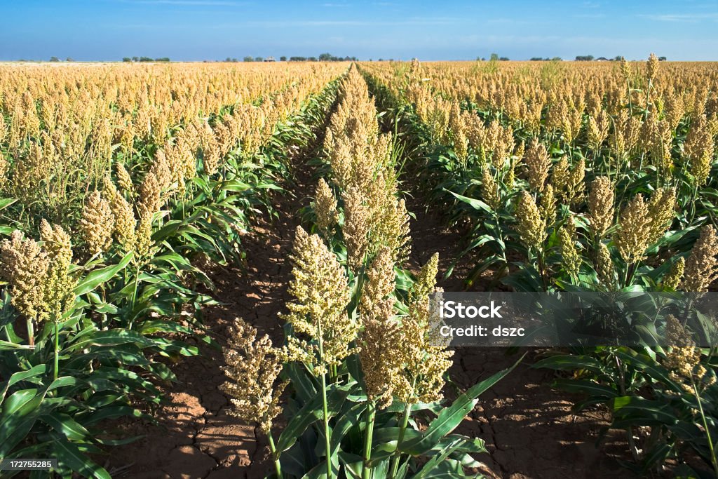 field of sorghum crop in rows rows of a sorghum crop growing in a field in West Texas Sorghum Stock Photo