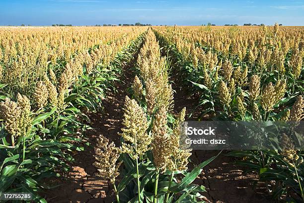 Field Of Sorghum Crop In Rows Stock Photo - Download Image Now - Sorghum, Agricultural Field, Seed