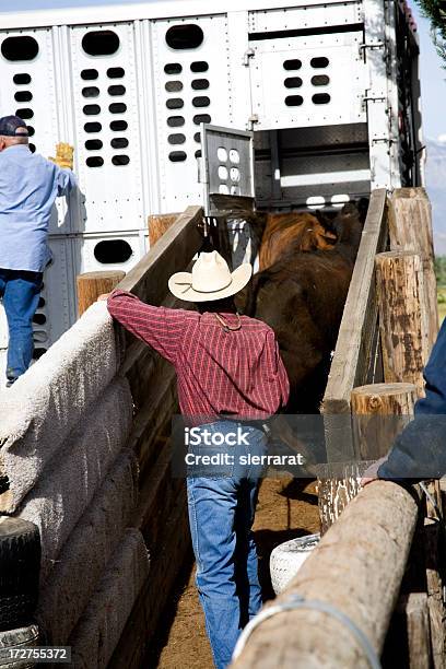 Krowy Załadowana Do Przyczepy Przez Cowboys - zdjęcia stockowe i więcej obrazów Ładować - Czynność - Ładować - Czynność, Żywy inwentarz, Ciężarówka transportowa