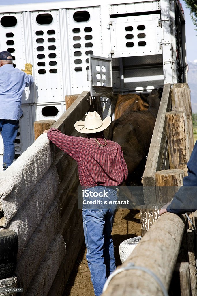 Vacas sendo carregado no reboque, Cowboys - Royalty-free Carregar - Atividade Foto de stock