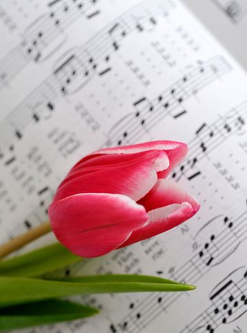 Spring tulip with Easter Hymn in background. For more of my flowers (CLICK HERE)