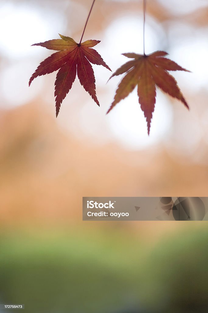 Duas folhas de outono - Foto de stock de Beleza natural - Natureza royalty-free