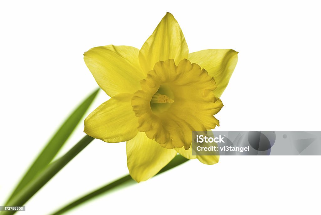 ダファデル（Narcissus - カットアウトのロイヤリティフリーストックフォト