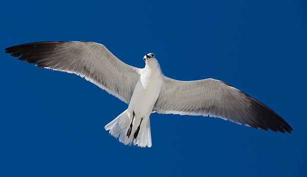 Perfect Seagull stock photo