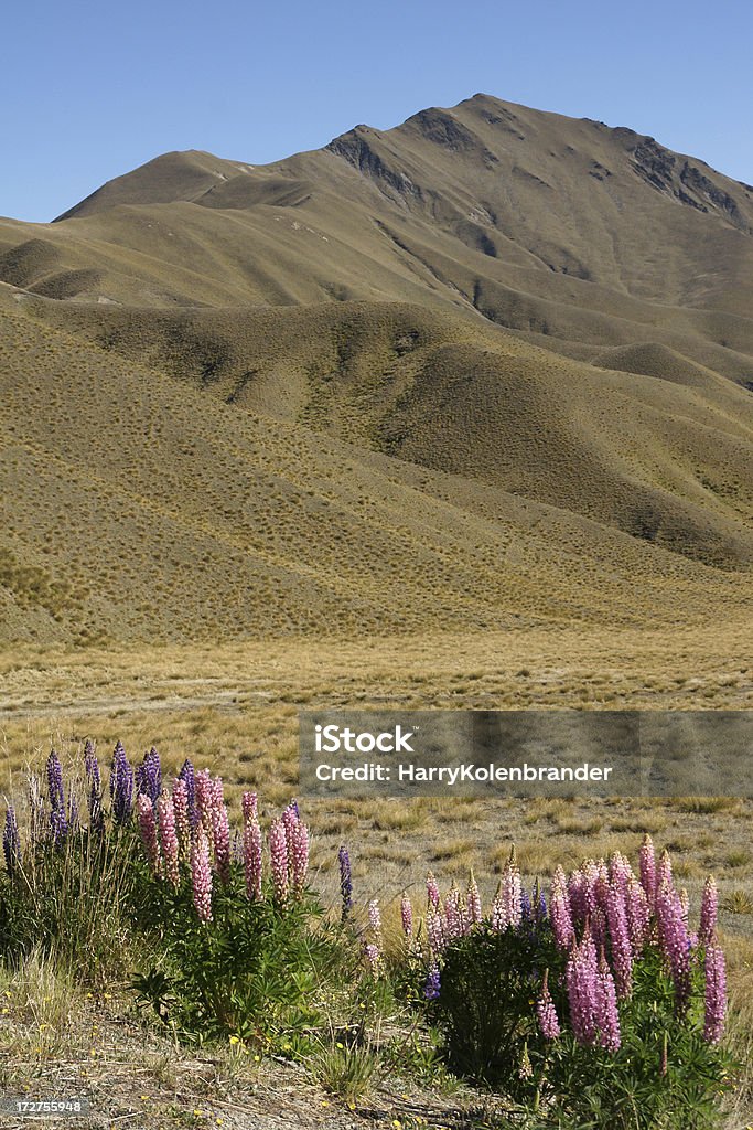 Lupines sur de vertes collines. - Photo de Tussock libre de droits