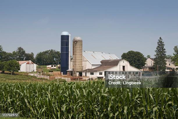 Foto de Amish Farm e mais fotos de stock de Agricultura - Agricultura, Amish, Animal de Fazenda