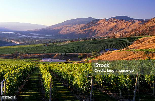 Okanagantalweinberg Stockfoto und mehr Bilder von Okanagan-Tal - Britisch-Kolumbien - Okanagan-Tal - Britisch-Kolumbien, Agrarland, Britisch-Kolumbien