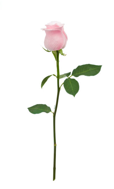 istock Isolated Pink Rose XL 172756017