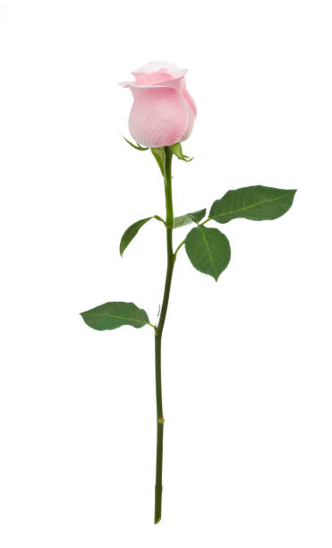 Isolated Pink Rose XL  single flower photos stock pictures, royalty-free photos & images