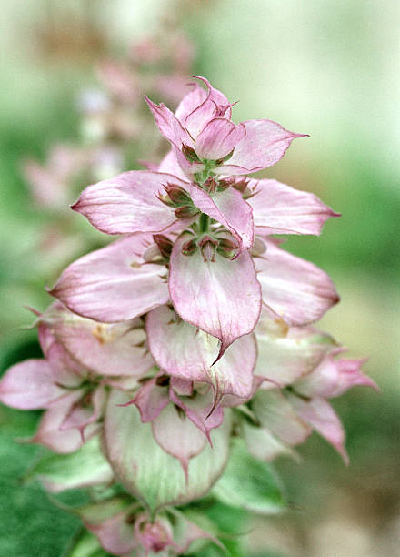 istock Flower in Pastel Shades 172756099