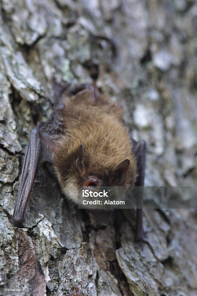 Small bat standing on wood and looking to the camera Bat on a stem. The bat is looking into the camera. Vampire Stock Photo