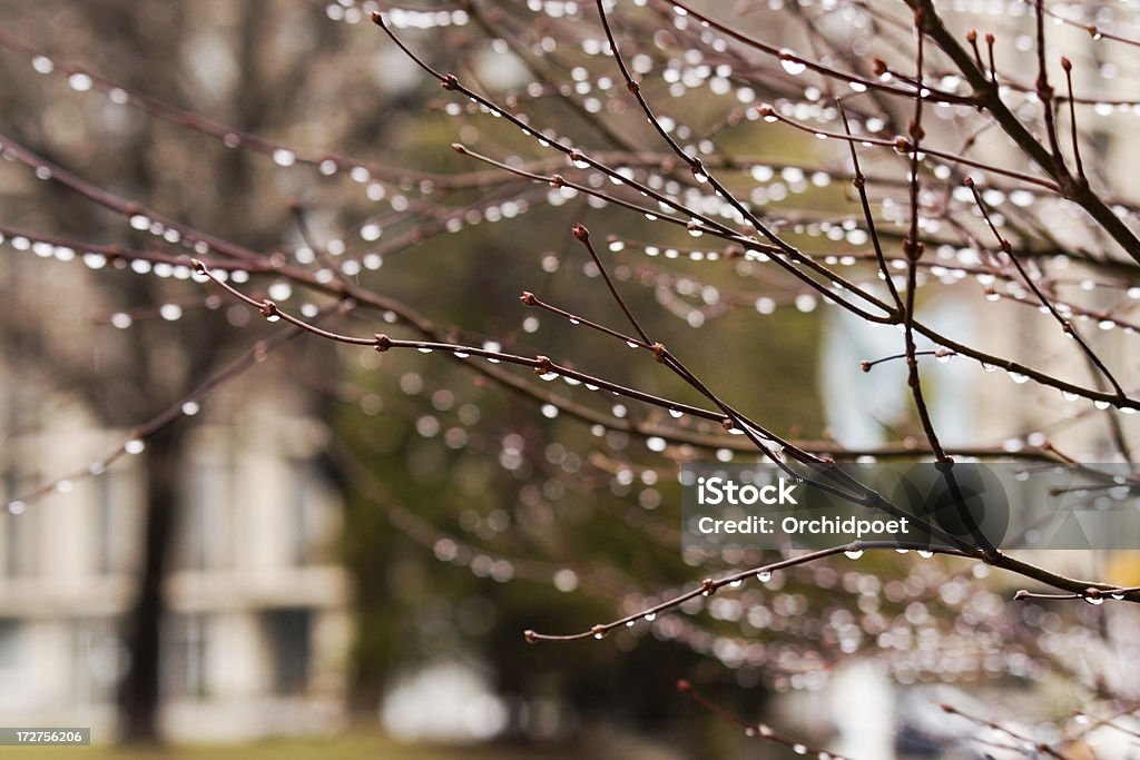 Primavera de chuva - Royalty-free Acer Palmatum Dissectum Foto de stock