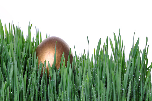 Golden nest egg sits in the grass