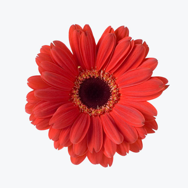 Red Gerbera stock photo