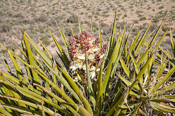 Bright yellow flowers of the desert agave, also called mescal or century plant (agave deserti), in Anza-Borrego Desert Park, California, USA