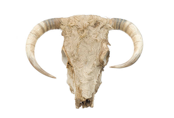 istock cow skull with horns 172756663