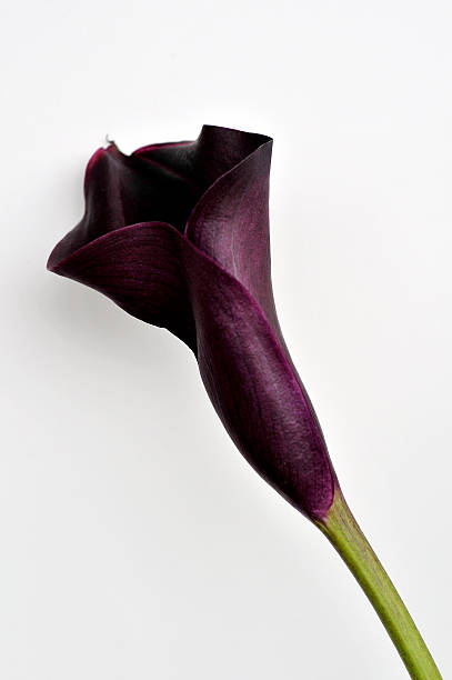 istock One Purple Zantedeschia XL 172756664