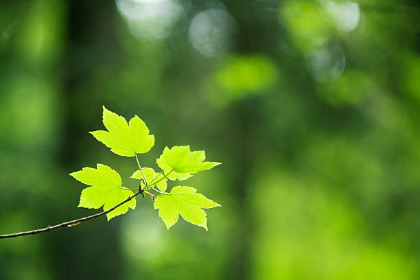 green maple leaves stock photo