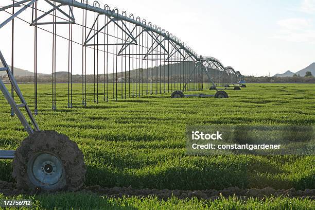 Fale Zielone W Przemyć Pole - zdjęcia stockowe i więcej obrazów Stan Arizona - Stan Arizona, Gospodarstwo, Rolnictwo