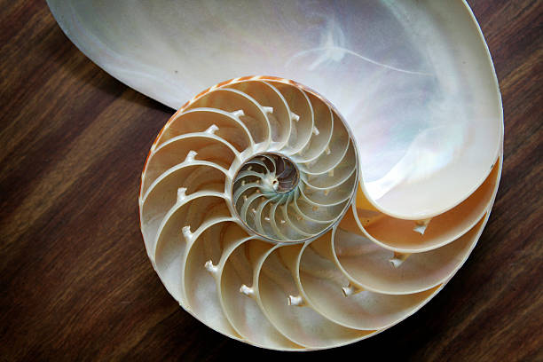 istock Nautilus Sea Shell On Dark Wooden Surface 172757018