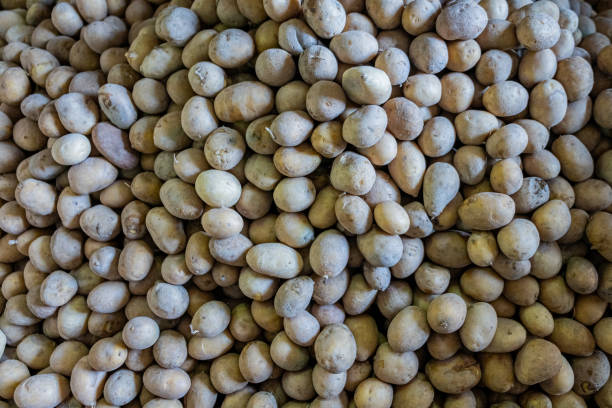 istock Stacked potato pile, texture for backgrounds 1727571240