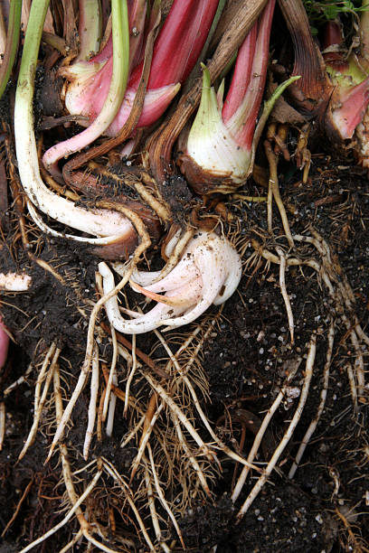 istock Roots of Sarracenia Plant 172757197