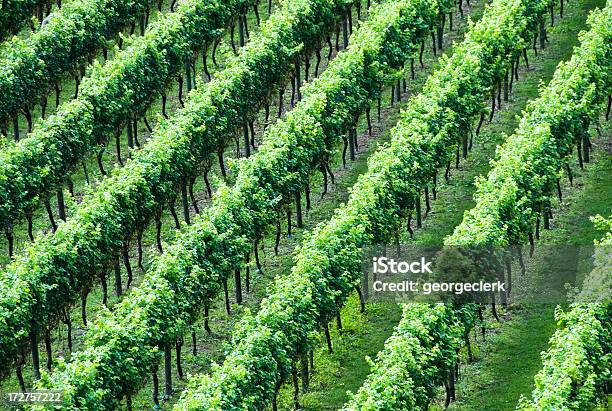 Виноградник Полоску — стоковые фотографии и другие картинки Вид с воздуха - Вид с воздуха, Абстрактный, Алкоголь - напиток