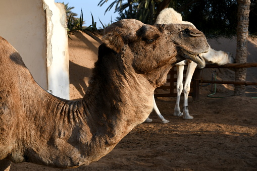 camel close-up portrait photo