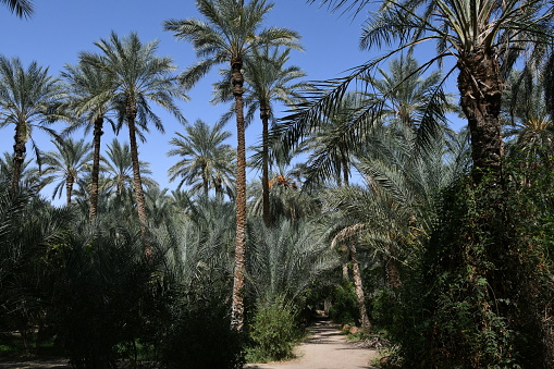 Date palm trees grove with the path between them.
