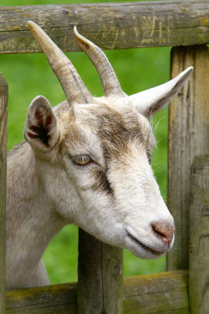 istock Goat at the fence 172757567