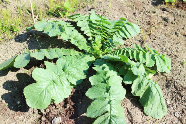 istock Large leaves of Sakurajima radish 1727577461