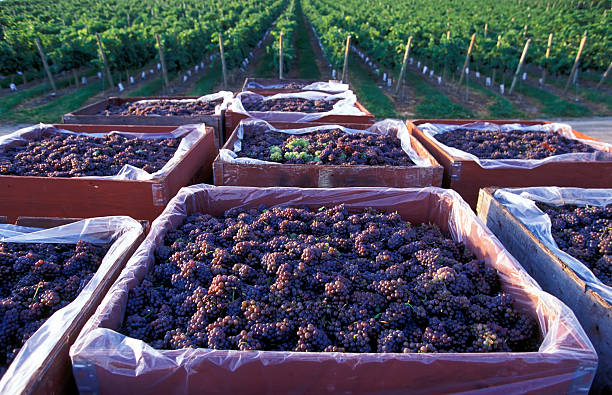 uva pinot gris harvest okanagan - kelowna chardonnay grape vineyard grape fotografías e imágenes de stock