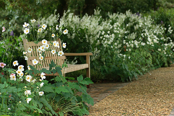 Garden bench in shade among flowers A wooden garden bench standing in the shade in a lush garden among white flowers (Japanese anemones or windflowers) japanese anemone windflower flower anemone flower stock pictures, royalty-free photos & images
