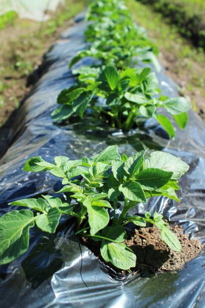 istock healthy potato leaves 1727578525