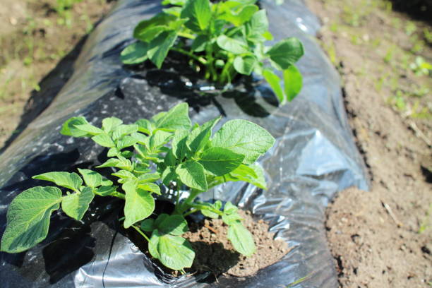 istock Image of potatoes growing well in a field 1727578551