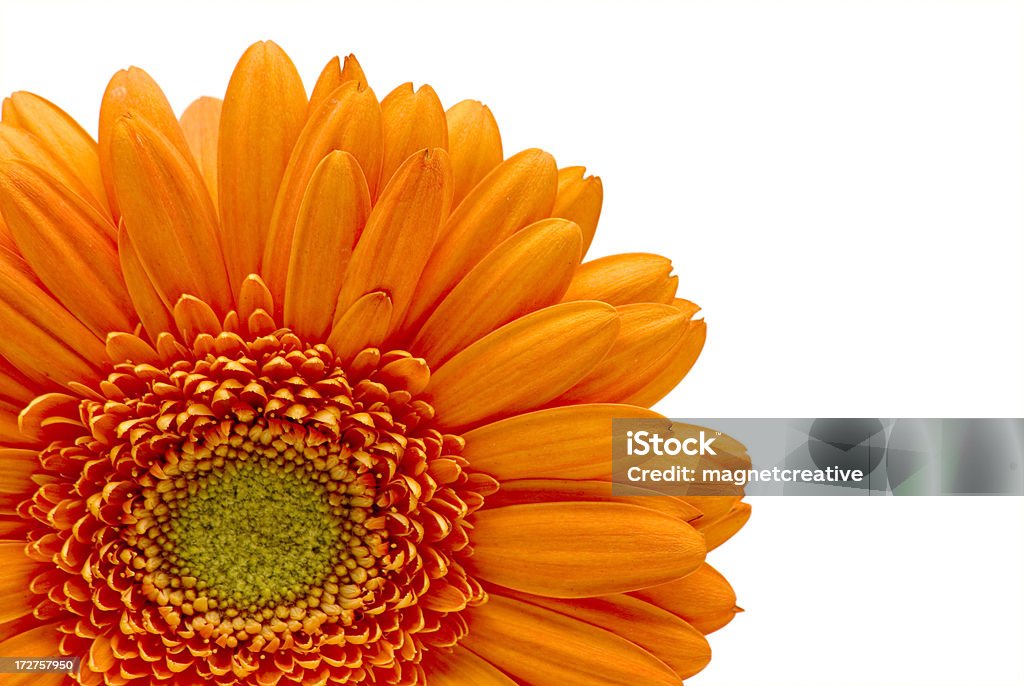 Orange Gerber Daisy Close-up of a brilliant orange Gerber daisyClick on the banner below to see more photos like this. Beauty In Nature Stock Photo