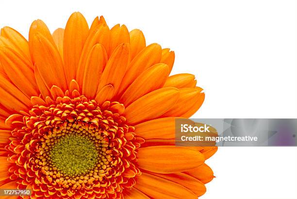 Orange Gerber Daisy Stock Photo - Download Image Now - Beauty In Nature, Bouquet, Bud