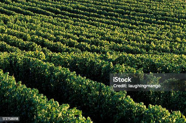 Vale De Okanagan Na Vinha - Fotografias de stock e mais imagens de Admirar a Vista - Admirar a Vista, Agricultura, Ao Ar Livre