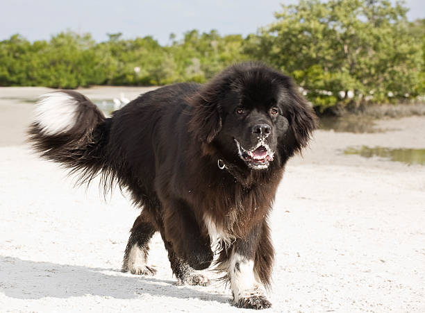 Newfoundland at the Beach A huge Newfoundland having a fun morning at the beach in Southwest Florida. newfoundland dog photos stock pictures, royalty-free photos & images