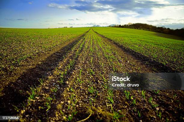 Paisaje De Primavera Foto de stock y más banco de imágenes de Agricultura - Agricultura, Aire libre, Arte cultura y espectáculos