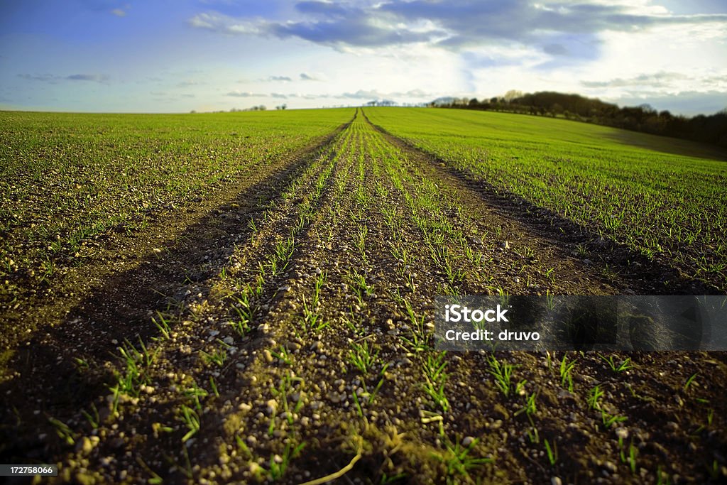 Paesaggio primaverile - Foto stock royalty-free di Agricoltura