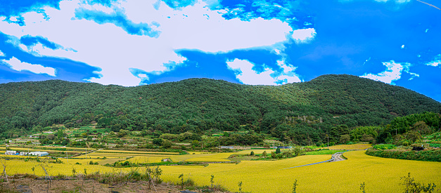 Panoramic view of a agriculture land in South Korea with plants are paddy fields in a bright sunny day