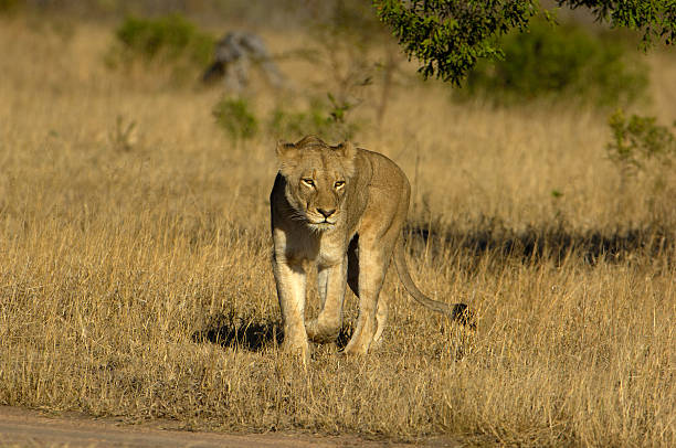 istock Walking female lion at Sabi Sands 172758278