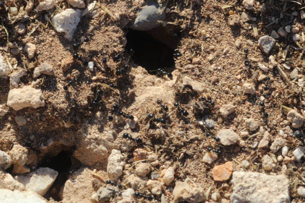 istock Harvester Ant - Messor barbarus carrying material back to their nest 1727583903