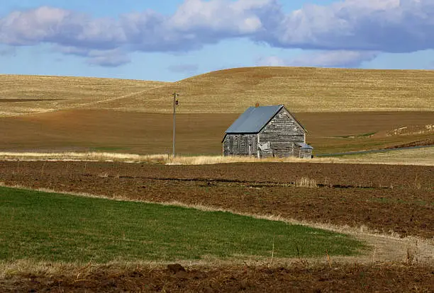 an old barn sitting in palouse wheatfields