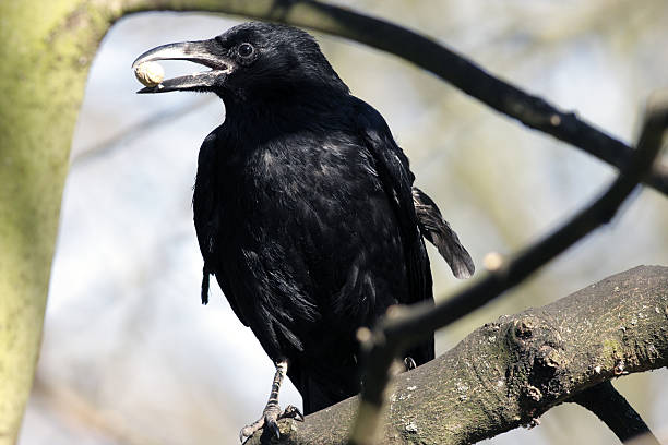 Raven  Face with white background