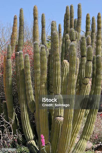 Cactus Órgano Tubular Foto de stock y más banco de imágenes de Arizona - Arizona, Cactus, Cactus Órgano Tubular