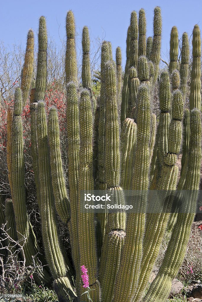 Cactus en tuyaux d'orgue - Photo de Arizona libre de droits