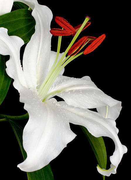 istock Casablanca Lily Close-up on Black 172758622