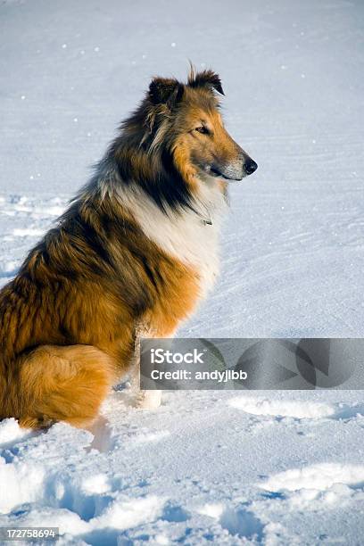 Scotch Collie In Snow Stock Photo - Download Image Now - Dog, No People, Winter